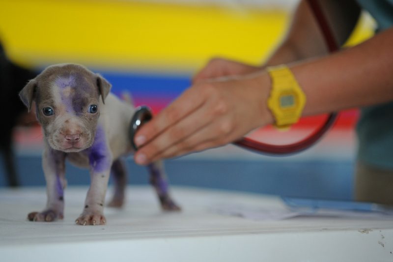 marketing veterinario online
