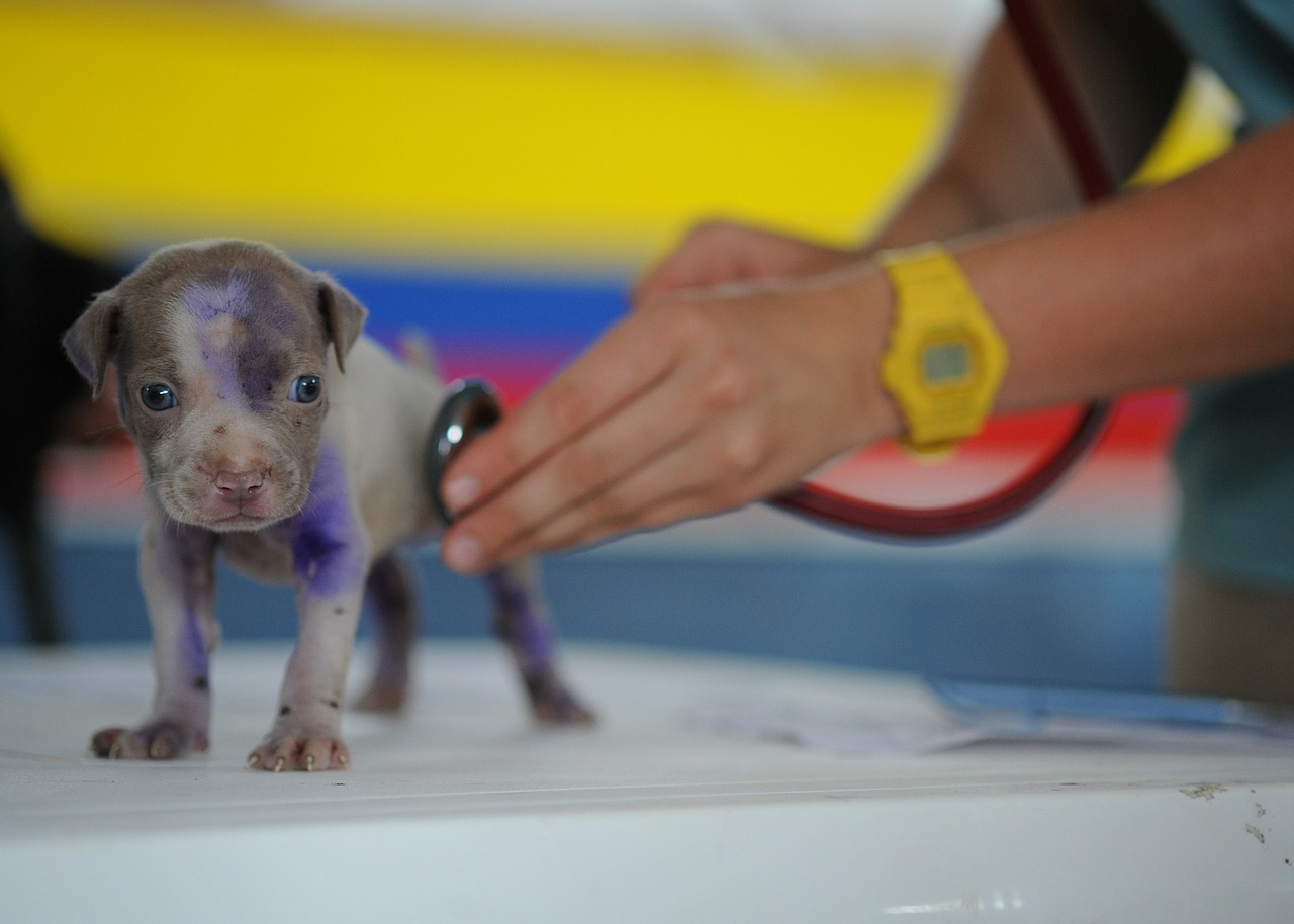 marketing veterinario online
